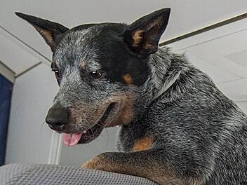Am Sportplatz der Realschule wurde am Freitag eine Schülerin von einem Hund gebissen. Das Tier ist ein "Wiederholungstäter". Foto: Symbolbild