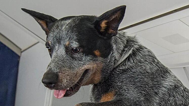 Am Sportplatz der Realschule wurde am Freitag eine Schülerin von einem Hund gebissen. Das Tier ist ein "Wiederholungstäter". Foto: Symbolbild