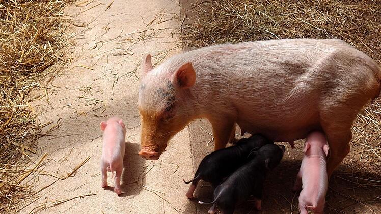 Foto: Tiergarten N&uuml;rnberg/M&ouml;gel