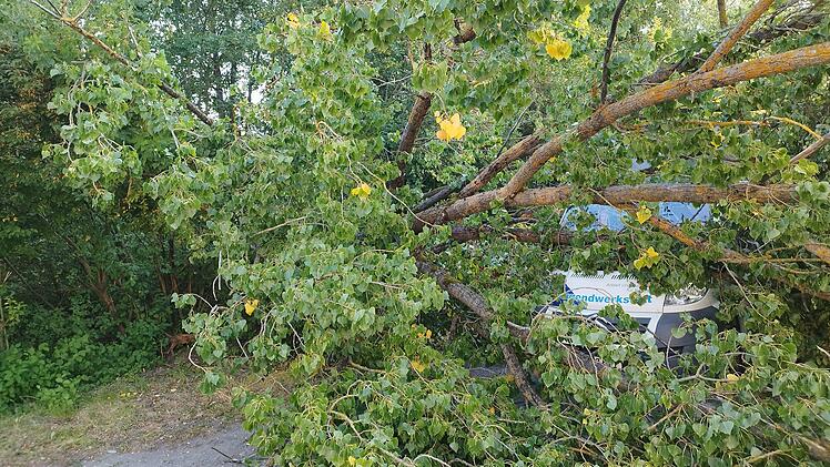 Kulmbach: Entwurzelter Baum kracht auf Bus - "erheblicher Schaden"