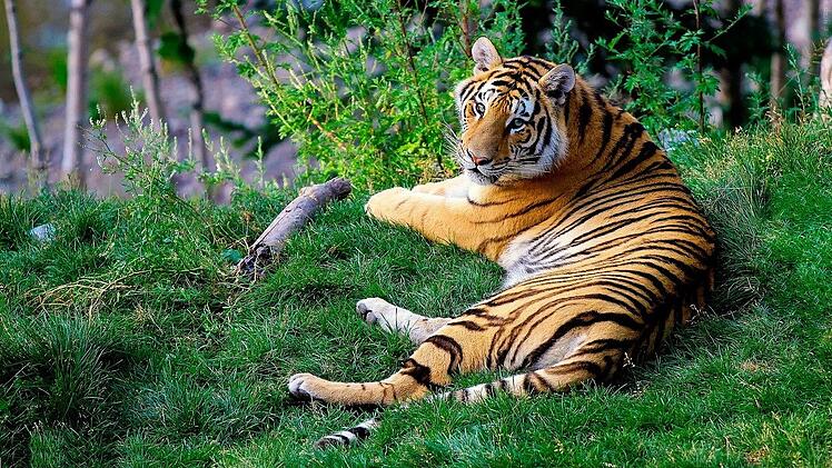 Nur noch 1700 Bengal-Tiger gibt es geschätzt in freier Wildbahn. Die Nachfrage für die Knochen und Organe für den asiatischen Schwarzmarkt steigt jedoch ungehindert weiter. Tiger werden, wie tausende andere Tierarten, in der traditionellen chinesischen Medizin verarbeitet und deshalb aus der Natur geraubt.