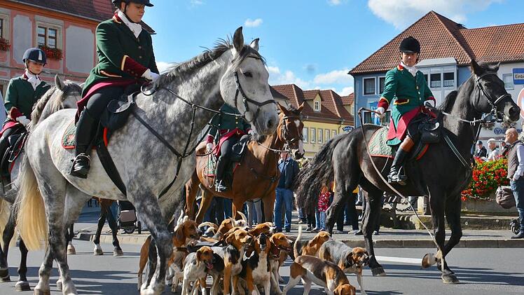 Zwischen den Pferdehufen wuselten die Beagles. Foto: Friedrich