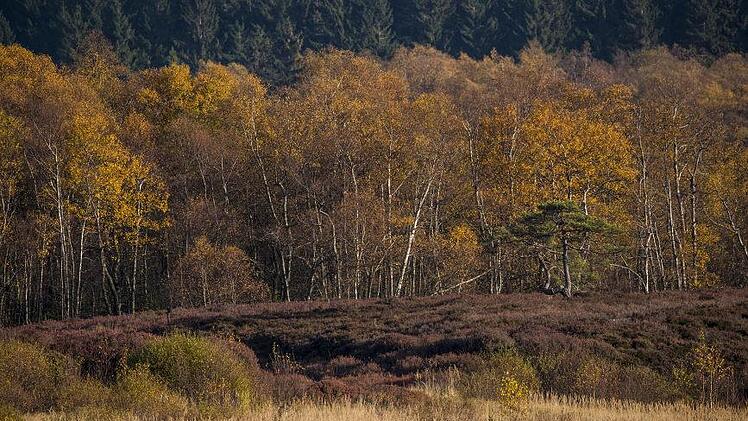 Blick vom Aussichtsturm ins Rote Moor. Foto: Jürgen Hüfner