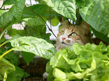 Katze, Beet, Vertreiben, Pflanzen, Garten