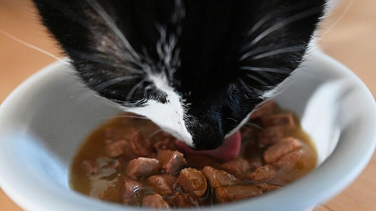 Katze frisst Katzenfutter