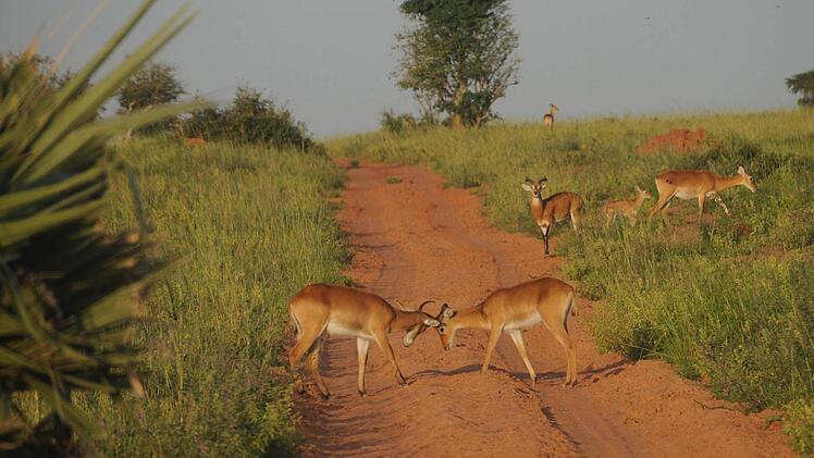 Im Murchison Falls National Park Foto: Stefan Reinmann