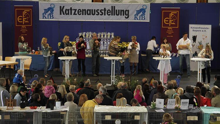 Bei der Internationalen Katzenausstellung stellten sich am Wochenende rund 170 Samtpfoten den Wertungsrichtern.