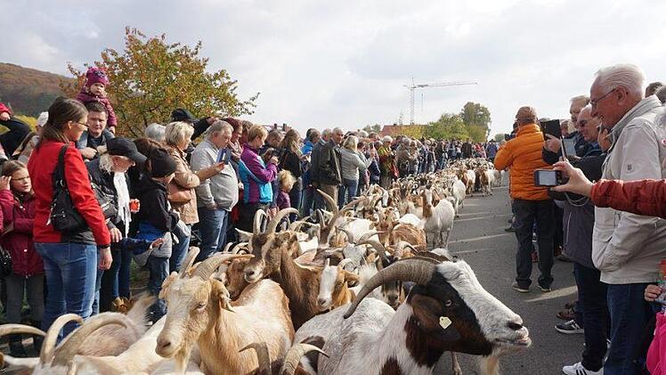 Ziege an  Ziege. Foto: Marion Eckert