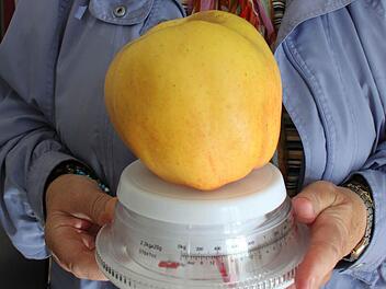 Gertrud Gehringer präsentiert ihren Riesenapfel auf der Waage, die sie eigens mitgebracht hatte. Foto: Anna Lienhardt