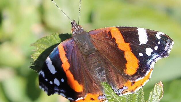 Admiral Schmetterling (Foto: Jupp Schröder)