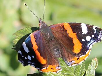 Admiral Schmetterling (Foto: Jupp Schröder)