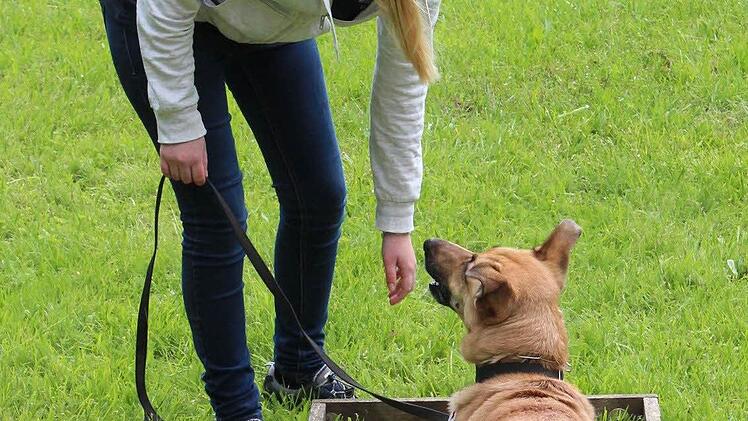 Gehorsamsübungen mit Janina Krank und Hündin Hella Fotos: Johanna Blum