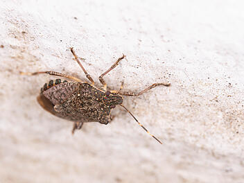 Bio Diversity - Halyomorpha halys - Brown marmored Stinkbug Marmorierte Baumwanze Germany  von Aleksandra