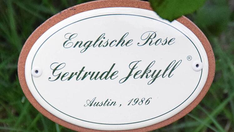 Die Rosen haben natürlich englische Namenstäfelchen.  Foto: Ronald Rinklef