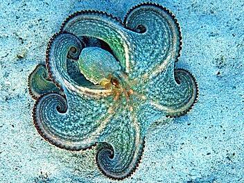 Ein Octopus auf dem Grund des Meeres  Foto: p