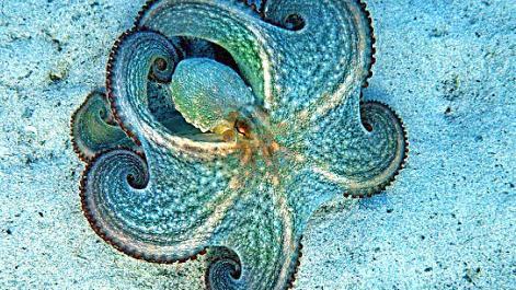 Ein Octopus auf dem Grund des Meeres  Foto: p