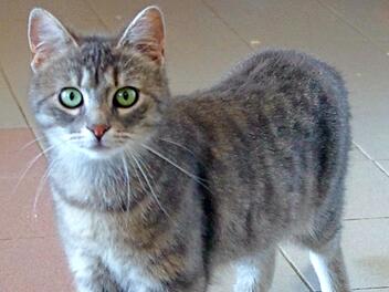 Die Tierheim-Katze Madonna sucht ein neues Zuhause.