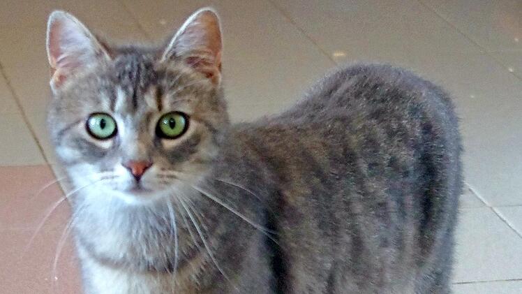 Die Tierheim-Katze Madonna sucht ein neues Zuhause.