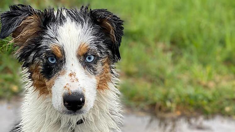 Merle ist ein zwei Jahre alter Australien Shephard.