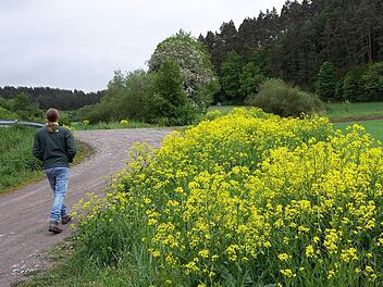 Für Spaziergänger ist die Zackenschote ein gelber Farbtupfer am Wegesrand. Landwirten macht allerdings Sorge, dass sich das Gewächs immer weiter ausbreitet.  Foto: Heike Beudert