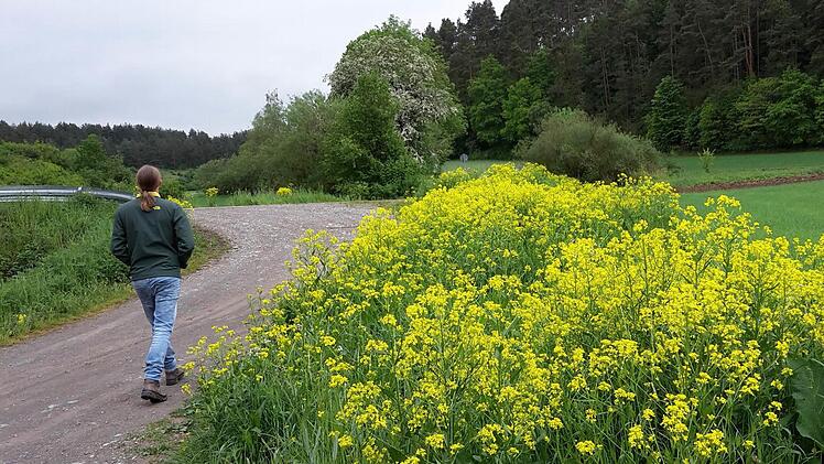 Für Spaziergänger ist die Zackenschote ein gelber Farbtupfer am Wegesrand. Landwirten macht allerdings Sorge, dass sich das Gewächs immer weiter ausbreitet.  Foto: Heike Beudert