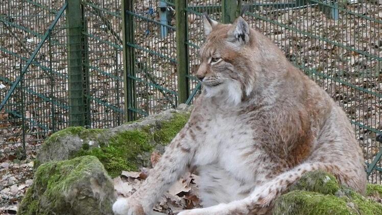 Durch  seine Figur ist Rufus aus dem Schweinfurter Wildpark auch für Werbetreibende in den USA interessant. Leser-Foto: Jost Kessler