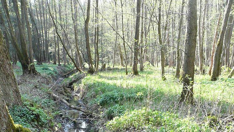Steg über den Bachlauf nahe dem Schifferbrunnen im Schneyer Forst