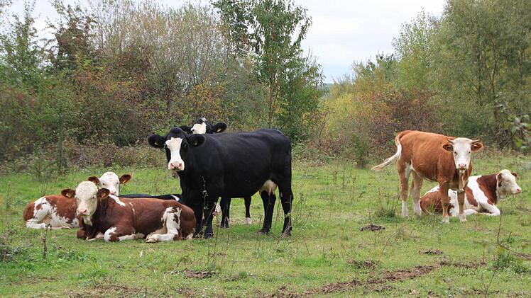 Die kleine Herde Foto: Matthias Einwag