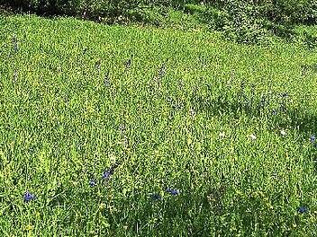 Ohne Pflege durch den Landschaftspflegeverband und die Untere Naturschutzbehörde würden landschaftliche Kleinode im Landkreis verschwinden.