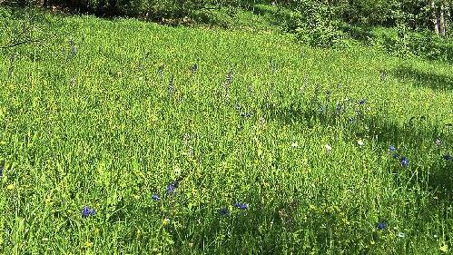 Ohne Pflege durch den Landschaftspflegeverband und die Untere Naturschutzbehörde würden landschaftliche Kleinode im Landkreis verschwinden.