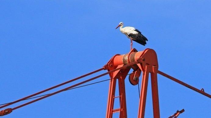 Mit der Ankunft vom Storchenpapa ist der Job von Storchenmama erledigt. Sie fliegt sogleich auf den Baukran des Bauunternehmens Strobel gegenüber und beobachtet das ganze aus der Distanz. Foto: Hans-Peter Schönecker