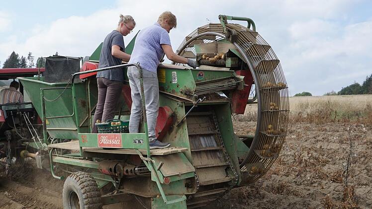 In der Pulster Flur bauen nur noch die Walters Kartoffeln an. Der Ertrag ist heuer um die Hälfte geringer ausgefallen. Es fehlten die Niederschläge. Seit 1963 ist der Vollernter im Einsatz, den Siegfried Walter mit seinem Schlepper zieht. Seine Frau Getraud (rechts) und Bettina Seiferth lesen die Erdäpfel am Förderband aus.Bruno Preißinger