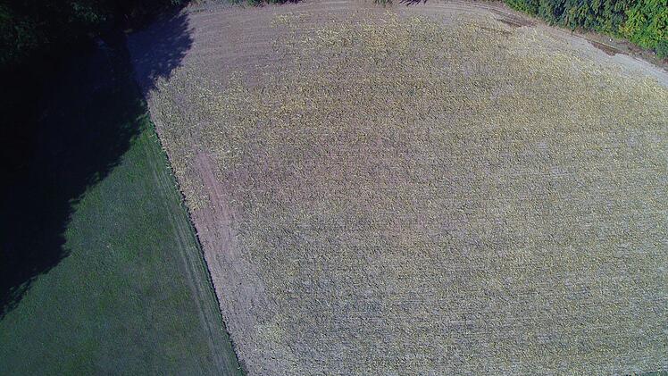 Von oben: Wo der Mais normal geerntet werden konnte, ist die Fläche braun. Wo Reste der Pflanzen erkennbar sind, haben Wildschweine gewütet. Foto: Jürgen Förg
