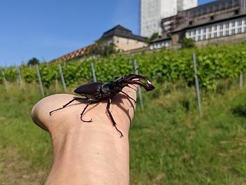 Hirschkäfer
