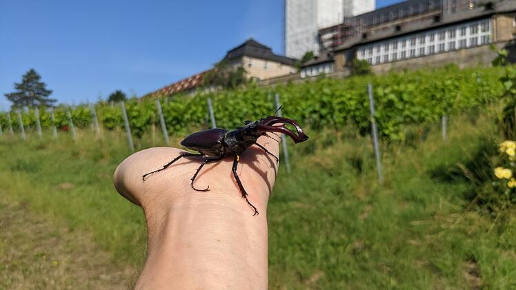 Hirschkäfer