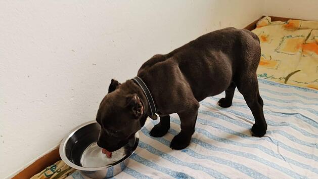 Hund Hugo wurde auf der A3 aus einem Sprinter befreit. Nun erholt sich der Welpe von seinen Strapazen. Foto: Hersbrucker Tierheim