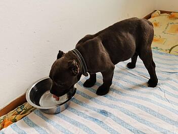 Hund Hugo wurde auf der A3 aus einem Sprinter befreit. Nun erholt sich der Welpe von seinen Strapazen. Foto: Hersbrucker Tierheim