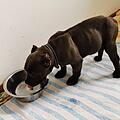 Hund Hugo wurde auf der A3 aus einem Sprinter befreit. Nun erholt sich der Welpe von seinen Strapazen. Foto: Hersbrucker Tierheim