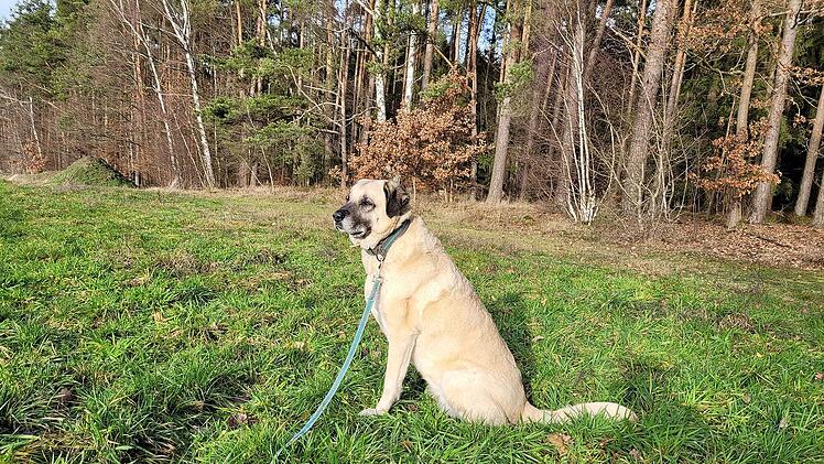 Tierheim Kulmbach: Hündin Sulti sucht vergeblich nach Zuhause - zahllose Versuche seit zwei Jahren gescheitert