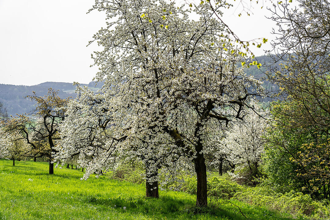 Unterwegs auf dem Kirschenweg.