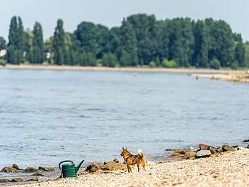 Drei M&auml;nner nach Schwimmen im Rhein vermisst