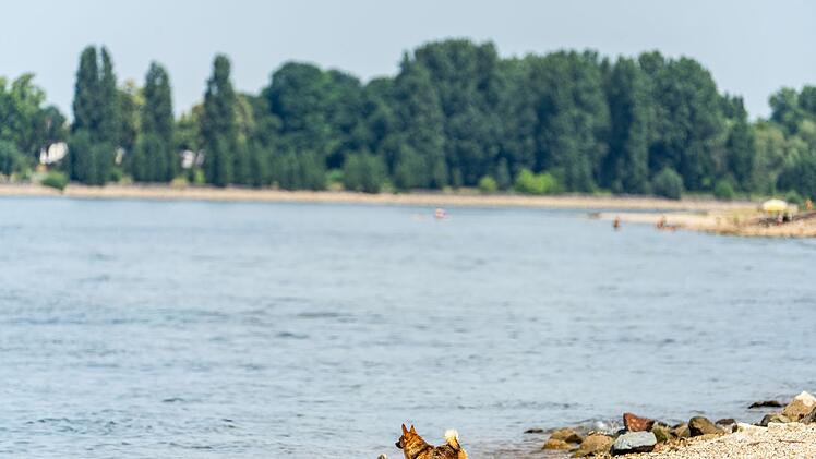 Drei M&auml;nner nach Schwimmen im Rhein vermisst
