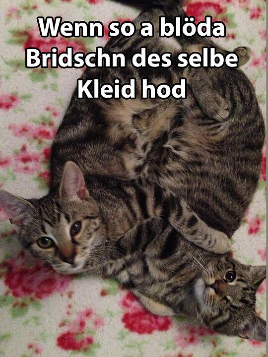 29 fränkische Katzen, die dich verstehen