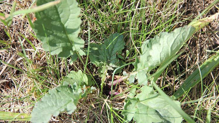 Rosette des Jakobskreuzkrauts  Foto: Friedwald Schedel
