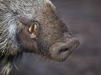 Au&szlig;er Rand und Band: Wildschwein w&uuml;tet in N&uuml;rnberg - Frau verletzt