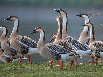 Nilgänse haben sich wie viele andere Gänsearten auch im Maintal niedergelassen. Hier finden sie wunderbare Brutflächen - die erst durch den Naturschutz hergestellt wurden, eigentlich für seltenere Vögel. Gleichwohl ist außerdem imMaintal der Tisch reich gedeckt. Auf den fruchtbaren Feldern gedeihen Getreide und Raps. Doch lassen sich hier erst einmal die Gänse nieder, können die Landwirte mitihrer Ernte - so etwas davon übrig bleibt - nichts mehr anfangen. Gänsedreck darf schließlich nicht in...