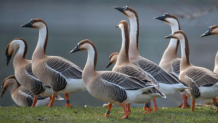 Nilgänse haben sich wie viele andere Gänsearten auch im Maintal niedergelassen. Hier finden sie wunderbare Brutflächen - die erst durch den Naturschutz hergestellt wurden, eigentlich für seltenere Vögel. Gleichwohl ist außerdem imMaintal der Tisch reich gedeckt. Auf den fruchtbaren Feldern gedeihen Getreide und Raps. Doch lassen sich hier erst einmal die Gänse nieder, können die Landwirte mitihrer Ernte - so etwas davon übrig bleibt - nichts mehr anfangen. Gänsedreck darf schließlich nicht in...