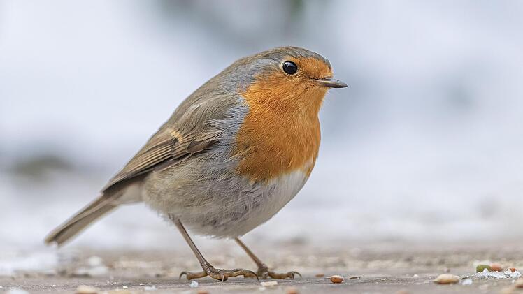 Das Rotkehlchen ist Vogel des Jahres 2021.