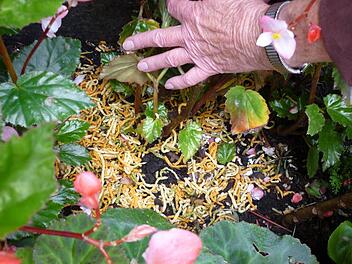 Es gab auch schon bunte Nudeln unter den Fleißigen Lieschen. Fotos: privat