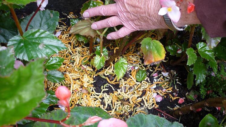 Es gab auch schon bunte Nudeln unter den Fleißigen Lieschen. Fotos: privat